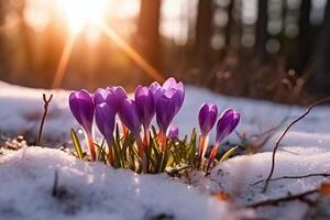 printemps paysage avec premier fleurs violet crocus sur le neige dans la nature dans le des rayons de lumière du soleil. ai génératif photo