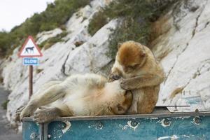 Couple des singes macaques de Barbarie de Gibraltar
