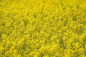 champ de belle fleur dorée printanière de colza avec ciel bleu, canola colza en latin brassica napus avec route rurale et beau nuage, le colza est une plante pour l'industrie verte photo