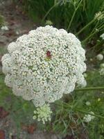 sauvage carotte, fond d'écran, magnifique fleur, beauté la nature photo