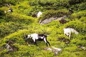 chèvres paissant dans les prairies du tyrol du sud photo