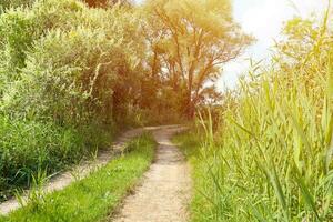 paysage sur le chemin dans le champ de marais photo