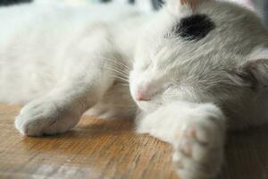 blanc Couleur chat en train de dormir sur table photo