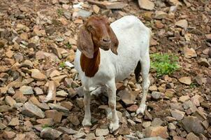 chèvre permanent sur la nature dans le Thaïlande campagne photo