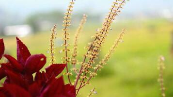 le aerve sanguinolente plante a rouge épinard feuilles et Jaune et blanc fleurs avec une flou Contexte photo