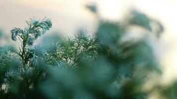 flou Contexte de des arbres et vert plante feuilles photo