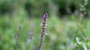 magnifique plectranthus rotundifolius fleur dans le jardin photo