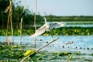 peu aigrette observation des oiseaux Danube delta Roumanie photo