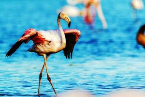 flamant flamants roses France sauvage rose l'eau oiseau photo