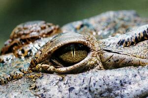 œil crocodile reptile zoo faune photo