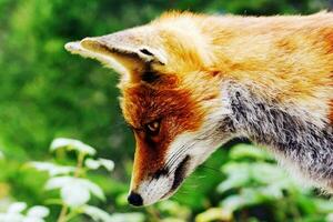 le Renard vient vers le arbre photo