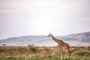 girafe permanent et à la recherche pour Quelqu'un photo