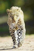 léopards courir une lot à capture proie photo