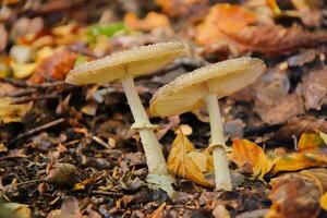 champignons dans le tomber photo