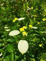 épanouissement fleur dans le jardin photo