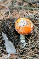 une petit mouche agaric avec une rouge casquette et blanc taches fait du ses façon par le aiguilles dans le forêt. verticale vue photo