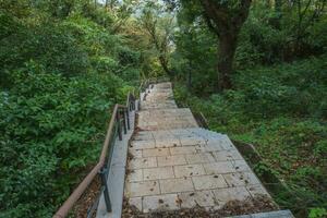 pierre étape ou escalier, passerelle dans le vert forêt photo