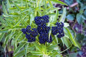 Sambucus ebulus sur le chemin de Citerna, Italie photo