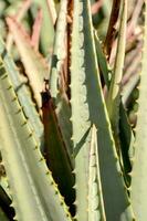 gros plan d'aloe vera photo