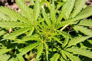 cannabis plante fermer photo