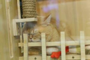 proche en haut portrait de une Écossais plier chat dans chat maison boîte photo