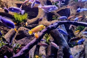 des poissons nager dans aquarium photo