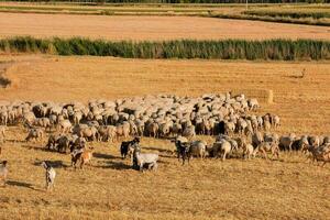 pâturage avec vaches photo