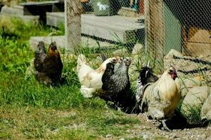 ferme vue avec animaux photo