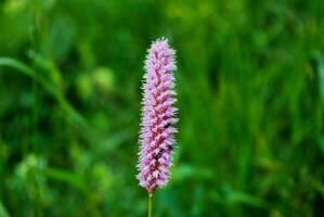 gros plan de fleurs colorées photo