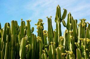 gros plan plante verte photo