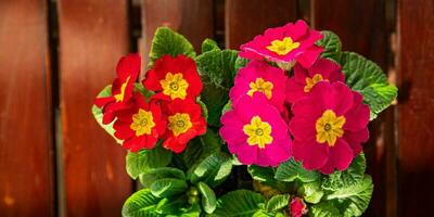 primevère fleurs dans fleur pot multicolore Extérieur magnifique épanouissement jardin rue fleur végétation photo