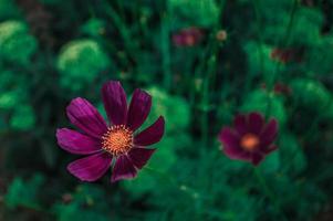 aster rose mexicain photo