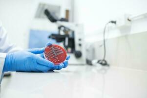 médecin en portant blanc les bactéries sur du sang gélose dans hôpital microbiologie département les bactéries identification photo