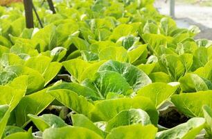 romaine salade biologique légume jardin ferme photo