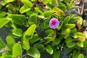 Matin gloire fleurs, fleurs épanouissement dans le Soleil sur le plage. photo