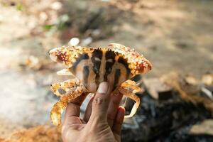 marrant rouge Crabe dans homme main pendant Matin temps photo