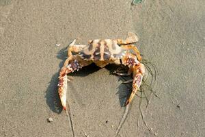 mignonne rouge Crabe sur le sablonneux plage. Crabe flottant à faible marée photo