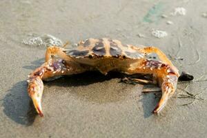 mignonne rouge Crabe sur le sablonneux plage. Crabe flottant à faible marée photo