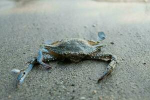 bleu Crabe flottant sur le plage. flottant Crabes à faible marée photo