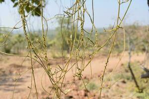 casser de plantes grimpantes photo