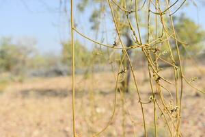 casser de plantes grimpantes photo