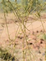 casser de plantes grimpantes photo