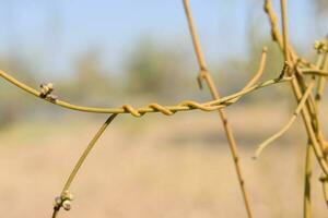 casser de plantes grimpantes photo