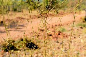 casser de plantes grimpantes photo