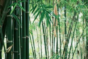 bambou forêt la nature parc. jardin Naturel Contexte. photo