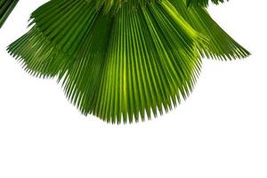 feuilles de palmier isolés sur fond blanc. chemin de détourage photo