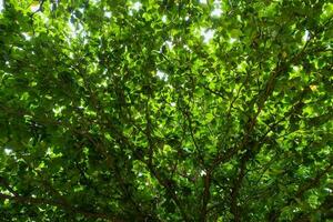 bas vue de des arbres, branches, luxuriant vert feuilles photo