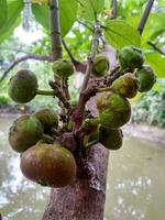 figues des fruits fermer, biologique nourriture, figues sur une figure arbre dans le village zone. photo