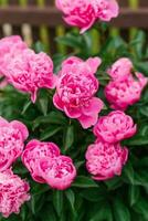 belles fleurs de pivoine herbacée rose dans le jardin d'été photo