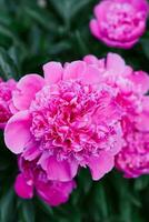 belles fleurs roses de la pivoine herbacée en été dans le jardin photo